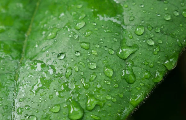 Green Leaf Drops Water — Stock Photo, Image