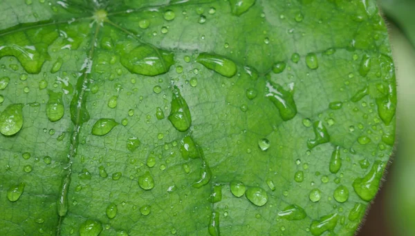 Hoja Verde Con Gotas Agua — Foto de Stock