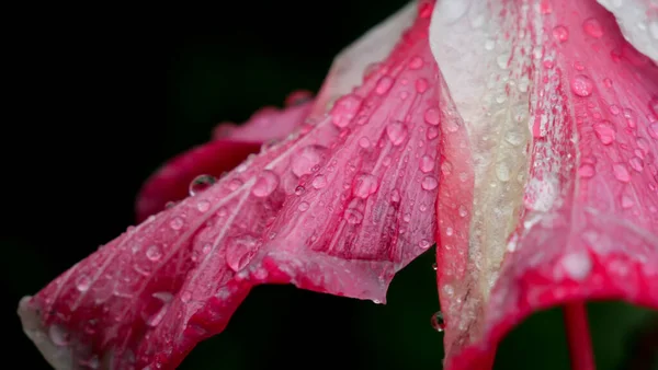 Gotas Água Flor Hibiscus Rosa Sinensis Uma Planta Com Flor — Fotografia de Stock