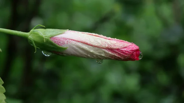 Hibiscus Schizopetalus Flor Bud Vermelho Com Gotas Água — Fotografia de Stock
