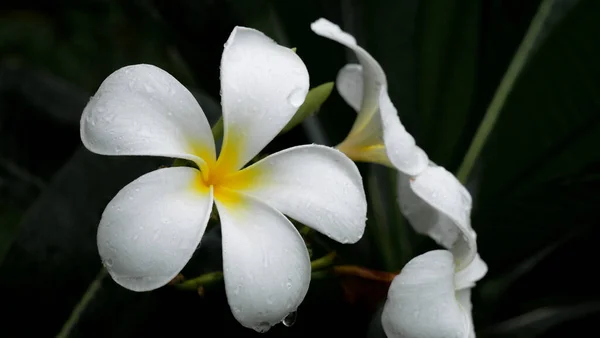 Vit Plumeria Blommor Vacker Natur Bakgrund — Stockfoto