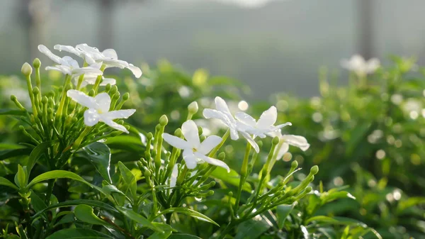 Kleine Weiße Blüten Mit Grünen Blättern — Stockfoto