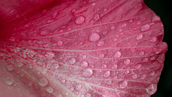 Water Droplets Hibiscus Rosa Sinensis Flower Flowering Plant Genus Hibiscus Stock Photo