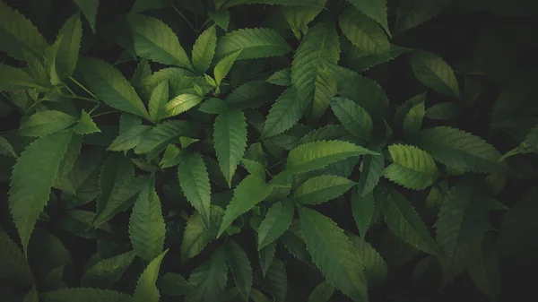 Close Van Groen Blad Natuur Achtergrond Donker Natuur Landschap Tropisch Stockfoto