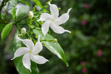 fresh white flower in green garden nature banner background