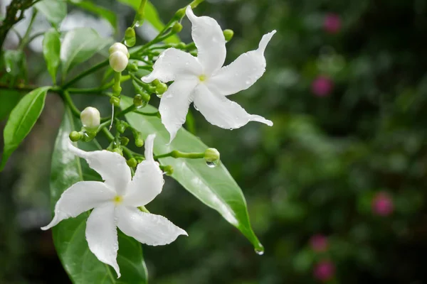 Frische Weiße Blume Grünen Garten Natur Banner Hintergrund — Stockfoto