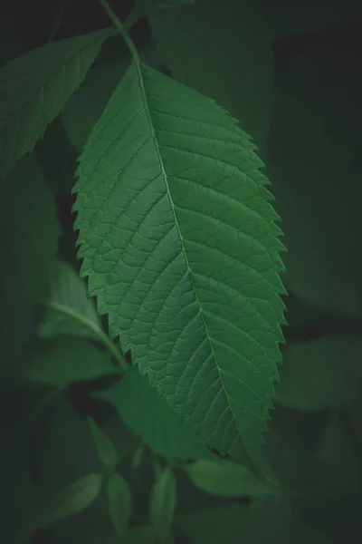 dark green leaves background Abstract green texture