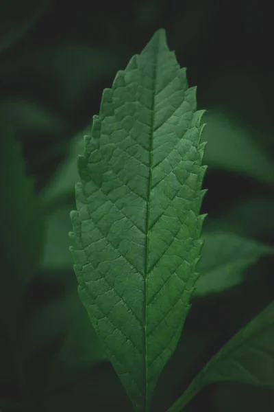 dark green leaves background Abstract green texture