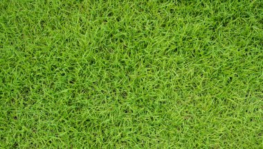 Çim alan arka planı. Yeşil çimenler. yeşil arkaplan