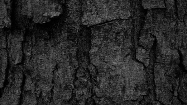 黒い木の樹皮の背景自然の美しい古い木の樹皮のテクスチャ夏の間に美しい樹皮を持つ木の年齢によると — ストック写真