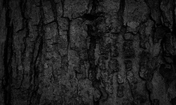 Black Tree Bark Background Natural Beautiful Old Tree Bark Texture — Stock Photo, Image