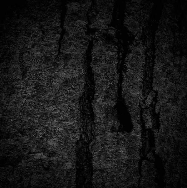 Kara ağaç kabuğu arka planda Doğal yaşlı ağaç kabuğu dokusu Yazın güzel kabuğu olan ağacın yaşına göre