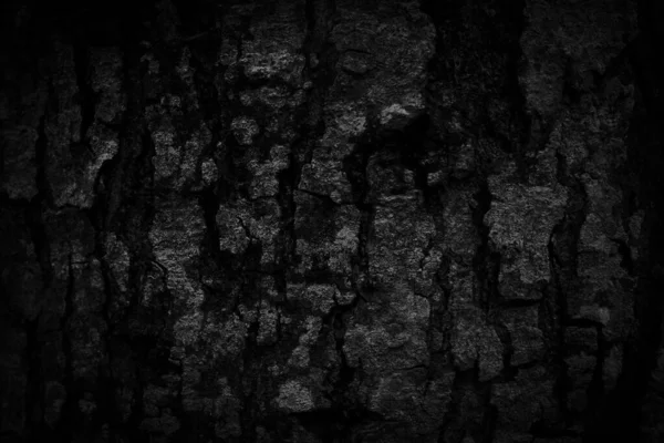 Black Tree Bark Background Natural Beautiful Old Tree Bark Texture — Stock Photo, Image