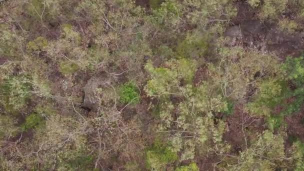 Imagens Aéreas Galhos Árvores Soprando Vento Mata Nas Montanhas Azuis — Vídeo de Stock