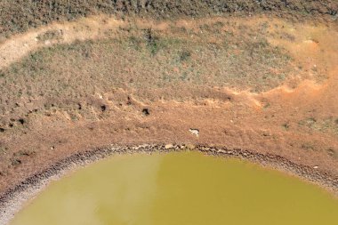 Avustralya 'da bir su birikintisinin yanında ölü bir kuzu yatıyor.