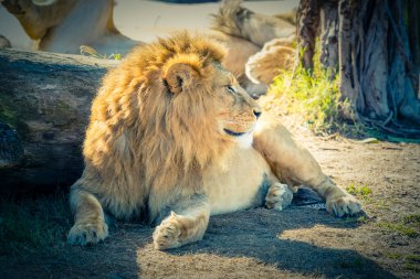 Erkek bir aslan gün ışığında dinleniyor.