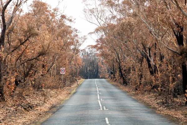 Avustralya 'nın Yeni Güney Galler bölgesindeki Mavi Dağlar' da yol boyunca çalı ateşiyle yanan sakız ağaçları.