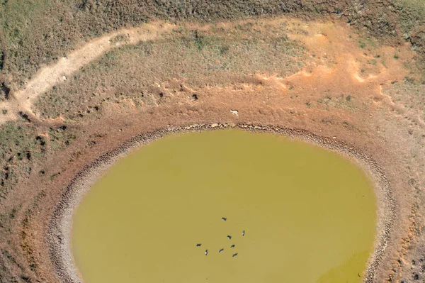 Cordero Muerto Lado Agujero Agua Interior Australiano —  Fotos de Stock