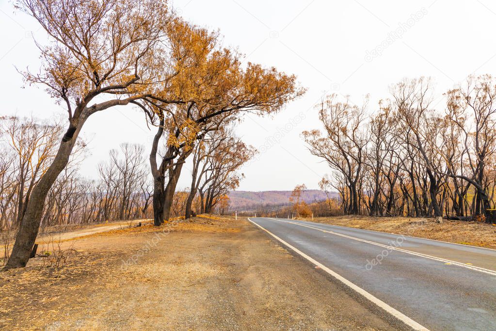 Gum trees burnt by bushfire along a road in The Blue Mountains in regional New South Wales in Australia