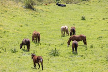Avustralya 'nın bölgesel dağlarında yeşil bir çayırda otlayan kahverengi atlar.