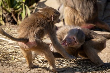 İki ergen Hamadryas Babun şakalaşıyor.