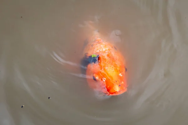 Koi Fische Schwimmen Einem Kleinen Teich Regionalen Australien — Stockfoto