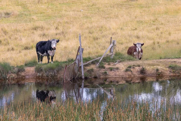 Корови Акваріумі Великому Трав Янистому Сільськогосподарському Полі — стокове фото