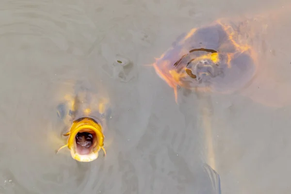 Koi Peces Nadando Pequeño Estanque Australia Regional —  Fotos de Stock