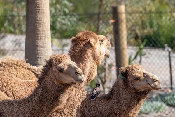 Três Camelos Marrons Pássaro Sentado Chão Lado Lado — Fotografia de Stock