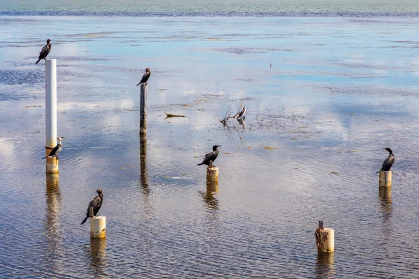 オーストラリアのニューサウスウェールズ州の地域の入り口で長い桟橋の近くの水の中に古い桟橋のポストに座っている水の鳥 — ストック写真