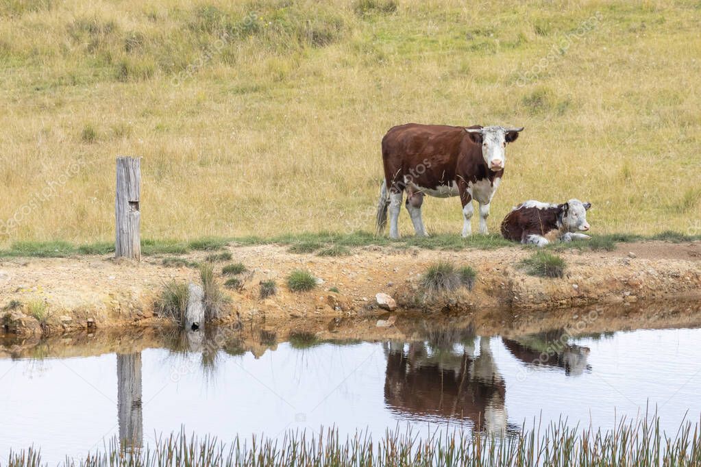 Cows at a watering hole in a large grassy agricultural field