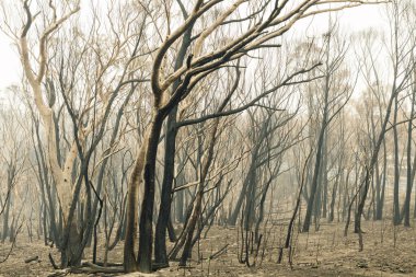 Avustralya 'nın Yeni Güney Galler bölgesindeki Mavi Dağlar' da çıkan orman yangınlarında sakız ağaçları yandı.