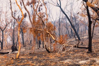 Avustralya 'nın Yeni Güney Galler bölgesindeki Mavi Dağlar' da çıkan orman yangınlarında sakız ağaçları yandı.