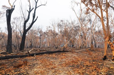 Avustralya 'nın Yeni Güney Galler bölgesindeki Mavi Dağlar' da çıkan orman yangınlarında sakız ağaçları yandı.
