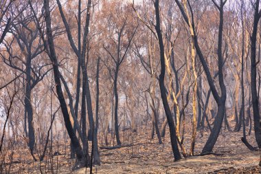 Avustralya 'nın Yeni Güney Galler bölgesindeki Mavi Dağlar' da çıkan orman yangınlarında sakız ağaçları yandı.