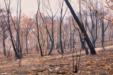 Avustralya 'nın Yeni Güney Galler bölgesindeki Mavi Dağlar' da çıkan orman yangınlarında sakız ağaçları yandı.