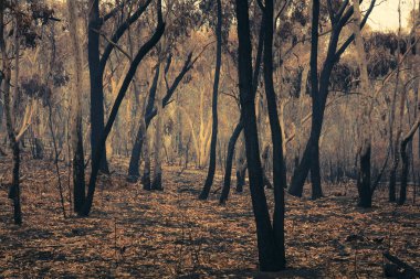 Avustralya 'nın Yeni Güney Galler bölgesindeki Mavi Dağlar' da çıkan orman yangınlarında sakız ağaçları yandı.