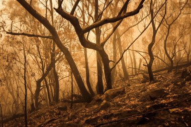 Avustralya 'nın Yeni Güney Galler bölgesindeki Mavi Dağlar' da çıkan orman yangınlarında sakız ağaçları yandı.