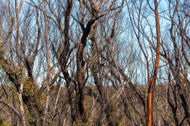 Avustralya 'daki Yeni Güney Galler' deki Mavi Dağlar 'daki orman yangınlarından sonra orman yenileniyor.