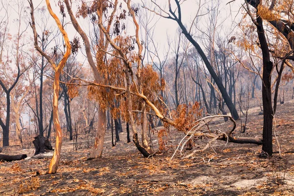 Avustralya 'nın Yeni Güney Galler bölgesindeki Mavi Dağlar' da çıkan orman yangınlarında sakız ağaçları yandı.