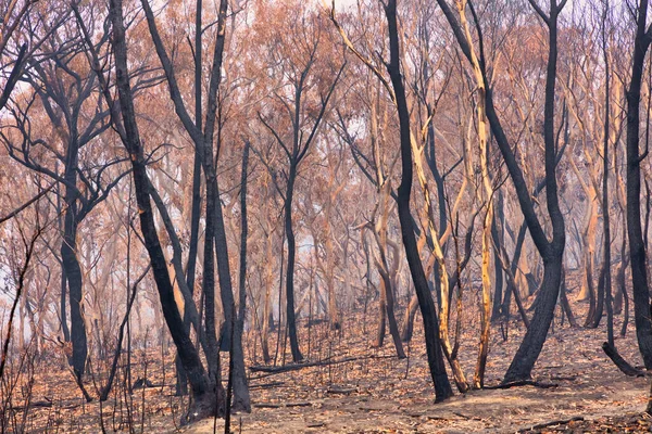 オーストラリアのニューサウスウェールズ州地方のブルーマウンテンでの森林火災によって焼かれたガムの木 — ストック写真
