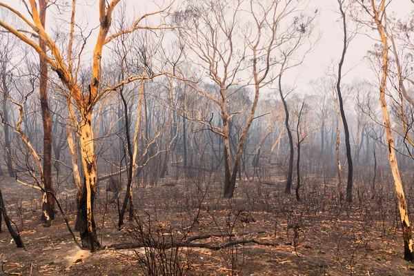 Kauwgom Bomen Verbrand Door Bosbranden Blue Mountains Het Regionale New — Stockfoto