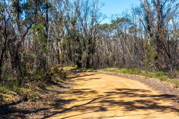 Dirt Track Running Forest Regeneration Severe Bushfires Blue Mountains Regional — Stock Photo, Image