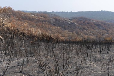 Avustralya 'nın Yeni Güney Galler bölgesindeki Mavi Dağlar' da çalı ateşiyle yanan sakız ağaçları.