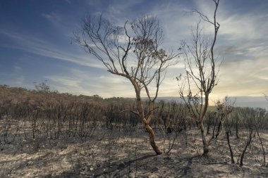Avustralya 'nın Yeni Güney Galler bölgesindeki Mavi Dağlar' da çalı ateşiyle yanan sakız ağaçları.
