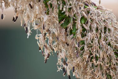 Agave bitkisinden büyük bir tohumun üzerine yağmur damlaları düşer.