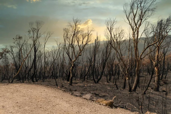 Kauwgom Bomen Verbrand Door Bosbranden Blue Mountains Het Regionale New — Stockfoto