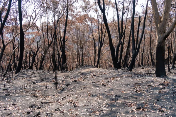 Árboles Goma Quemados Por Incendios Forestales Las Montañas Azules Región — Foto de Stock