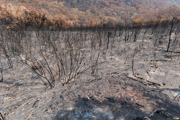 Gum trees burnt by bushfires in The Blue Mountains in regional New South Wales in Australia