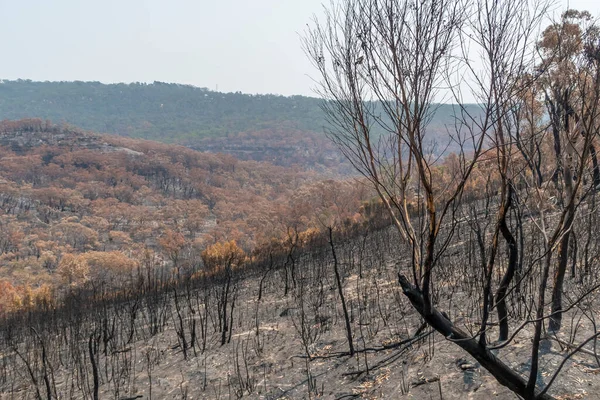 Avustralya 'nın Yeni Güney Galler bölgesindeki Mavi Dağlar' da çıkan orman yangınlarında sakız ağaçları yandı.